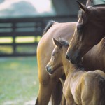 Mare_and_Foal-0441_22874[1]