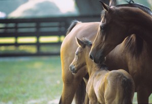 Mare_and_Foal-0441_22874[1]